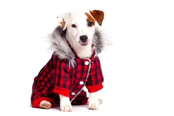 Αστείο σκύλο σε Χειμερινή ένδυση — Φωτογραφία Αρχείου