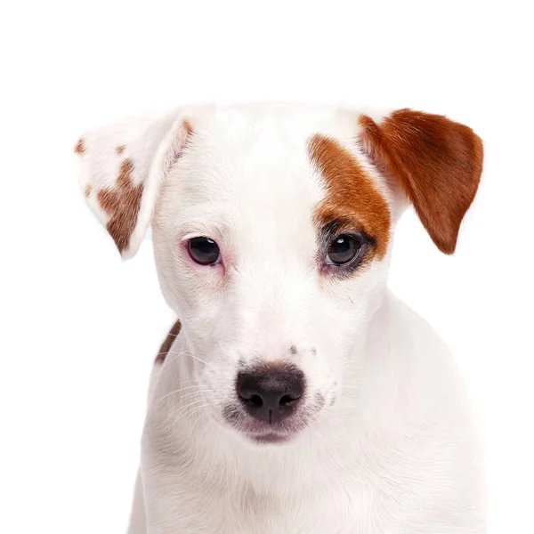 Jack Russell Terrier närbild porträtt — Stockfoto