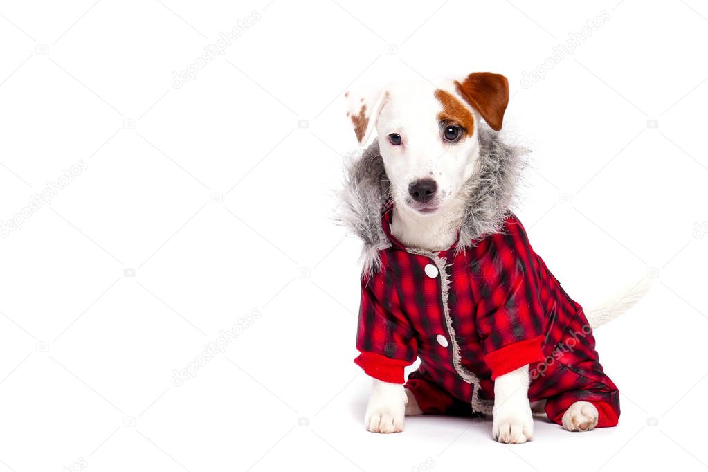 Funny dog in winter wear