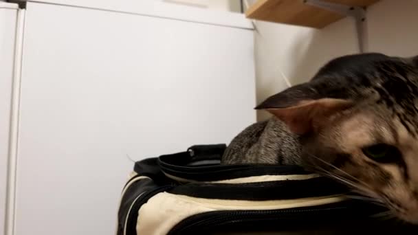 Закрыть вверх: Милые Сиамская кошка — стоковое видео