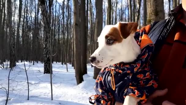 Hombre adulto sostenga su cachorro al aire libre — Vídeo de stock