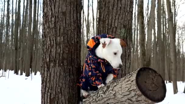 Witte pup buiten — Stockvideo