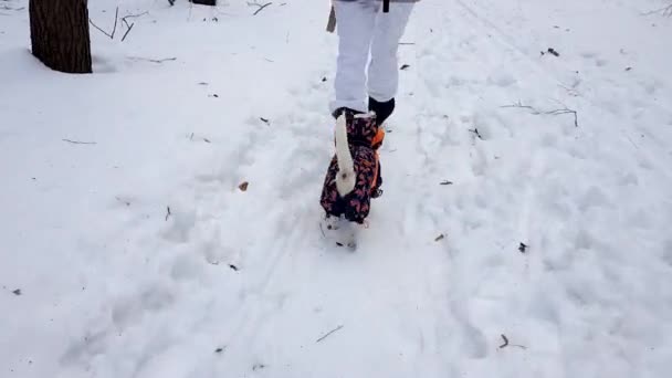 Kleiner dag, der schnell auf dem Schnee läuft — Stockvideo