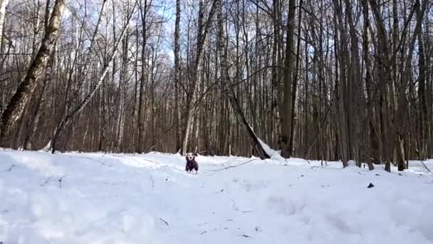 Kleiner dag, der schnell auf dem Schnee läuft — Stockvideo