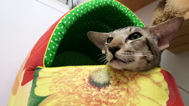 Закрыть: Симпатичная сиамская кошка в офисе — стоковое видео