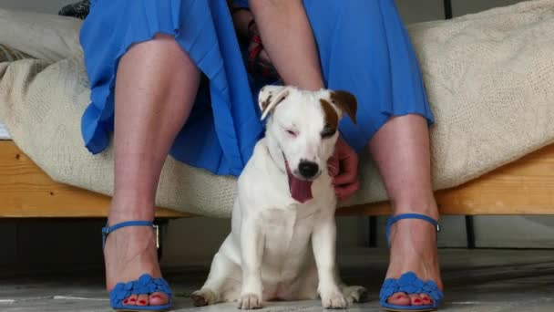 女の足を持つ子犬 — ストック動画