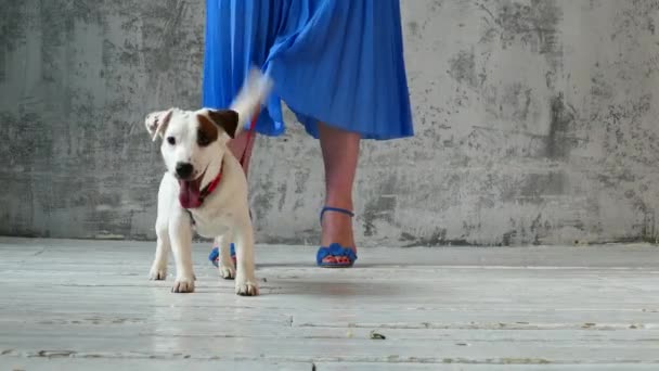 Cachorro con las piernas de las mujeres — Vídeo de stock