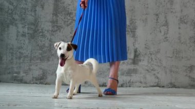 Kadın bacaklı köpek yavrusu.