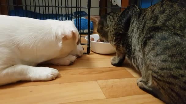 Pequeño cachorro parece comer un gato grande — Vídeos de Stock