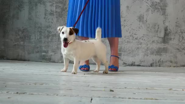 Filhote de cachorro com as pernas das mulheres — Vídeo de Stock