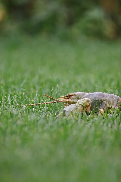 Flusskrebs im Gras — Stockfoto