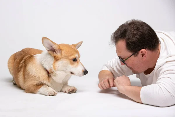 Corgi peludo perro aislado — Foto de Stock