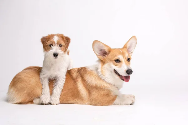 Corgi y Jack Russel terrier Fluffy Dogs — Foto de Stock