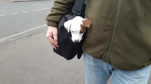 Pequeño cachorro en bolsa al aire libre — Vídeo de stock