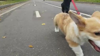 Yavru köpek kaldırımda yürüyor.