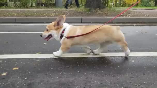 Il cucciolo cammina sul marciapiede — Video Stock