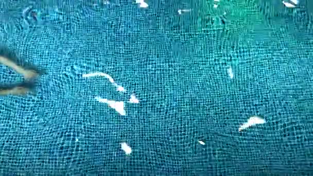 Vuxna män simma snabbt i poolen — Stockvideo