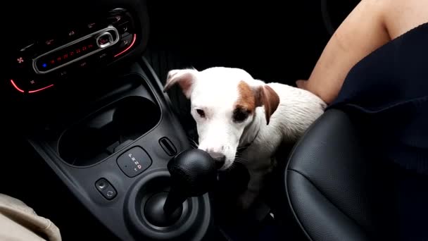 Anjing kecil yang basah dan bertekuk lutut duduk di mobil di samping sopir — Stok Video