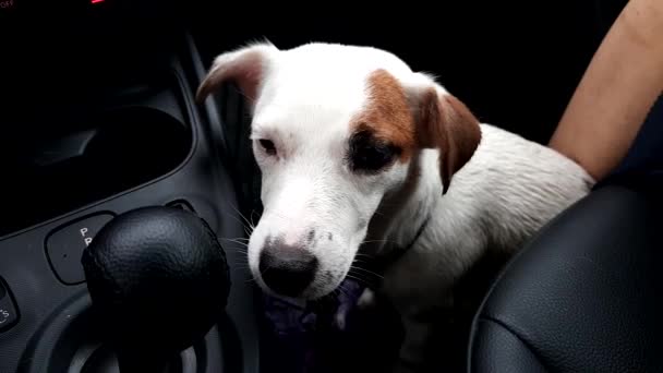 Little wet and kneaded dog sits in the car next to the driver — Stock Video