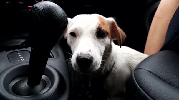 Little wet and kneaded dog sits in the car next to the driver — Stock Video