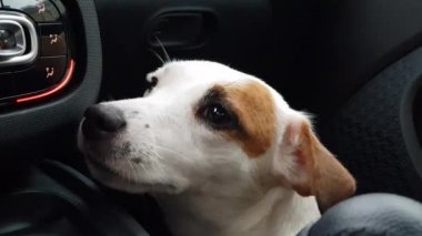 Mutlu köpek arabada sürücünün yanında oturuyor