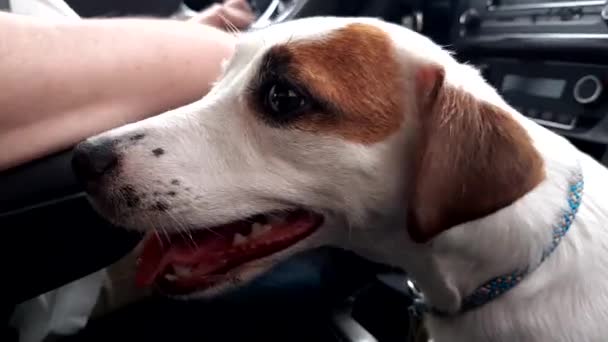 Cão feliz senta-se no carro ao lado do motorista — Vídeo de Stock