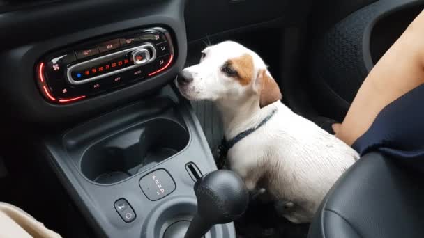 Cão feliz senta-se no carro ao lado do motorista — Vídeo de Stock