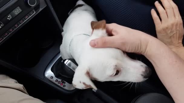 Cão feliz senta-se no carro ao lado do motorista — Vídeo de Stock