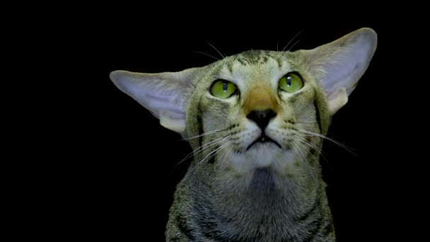 Close Up retrato: Gato siamês bonito — Vídeo de Stock