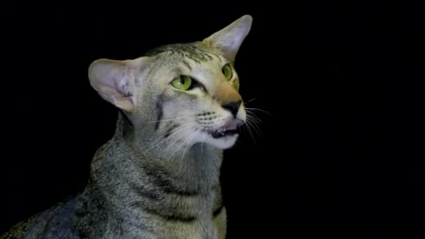 De cerca retrato: lindo siamés gato — Vídeo de stock