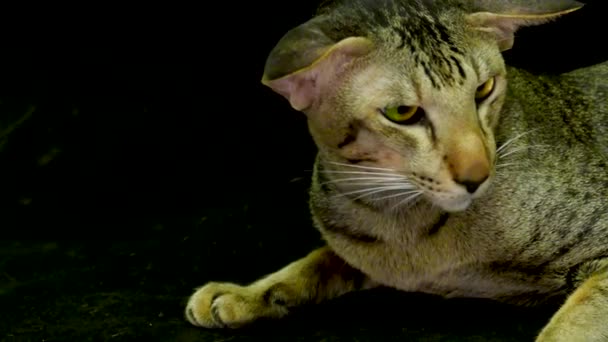 De cerca retrato: lindo siamés gato — Vídeo de stock