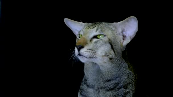 Söt Siamese katt på svart — Stockvideo