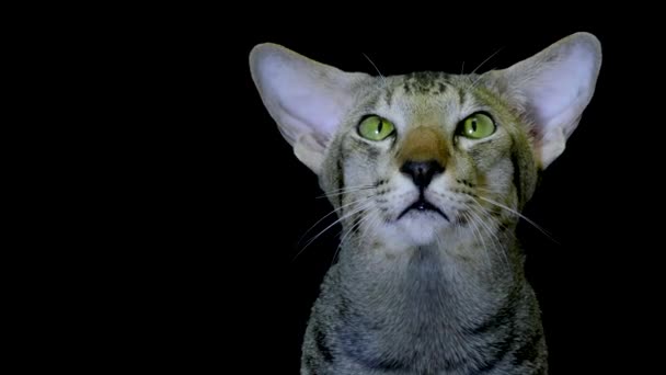 Ränder Siamese katter ansikte på svart — Stockvideo