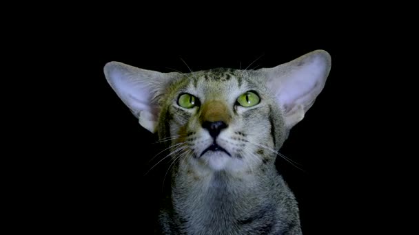 Listras siamese Gatos rosto em preto — Vídeo de Stock