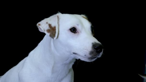 Cachorro blanco sobre fondo negro — Vídeos de Stock