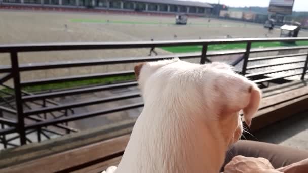 Белый щенок, похожий на лошадь, наряжается в конкурс — стоковое видео