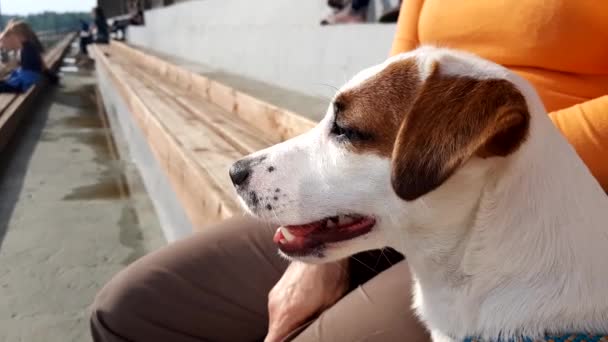 Cachorrinho branco olhando para cavalo mostrar competição dressage — Vídeo de Stock