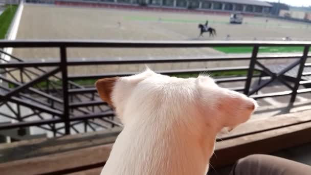 Biały szczeniak patrząc na pokaz koni ujeżdżenia konkurencji — Wideo stockowe