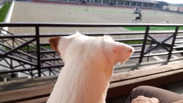 Chiot blanc à la recherche de concours de dressage hippique — Video