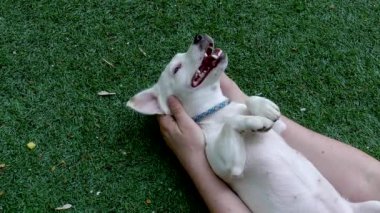 Beyaz köpek yavrusu.