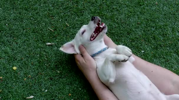 White puppy outdoors pov — 비디오