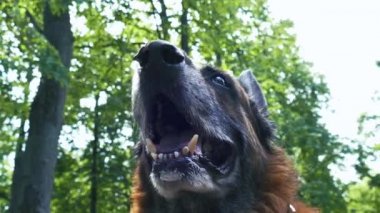 Yaşlı köpek dışarıda.