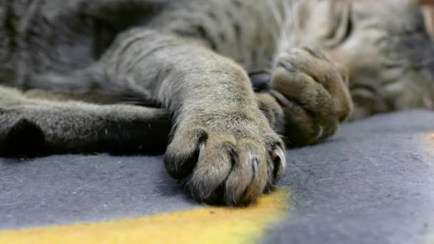 Patte de chat siamois 