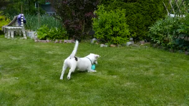 Jack Russell Terrier speelt — Stockvideo