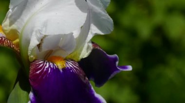 Bahçe Çiçekleri Iris