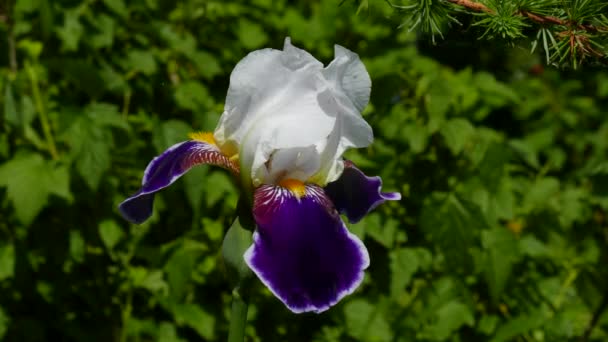 Flores de jardín Iris — Vídeo de stock