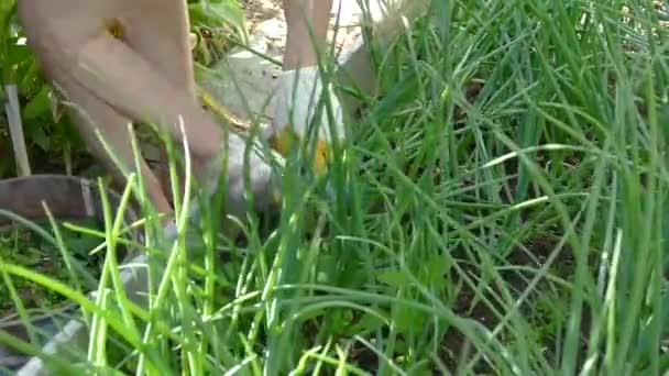 Kvinnan tar bort ogräs från trädgården — Stockvideo