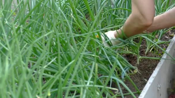 Vrouw verwijdert onkruid uit de tuin — Stockvideo