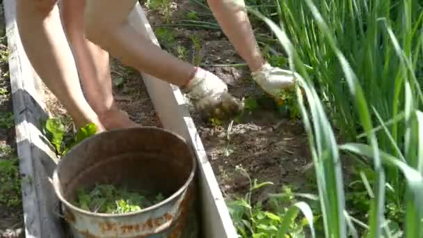 Frau entfernt Unkraut aus dem Garten — Stockvideo