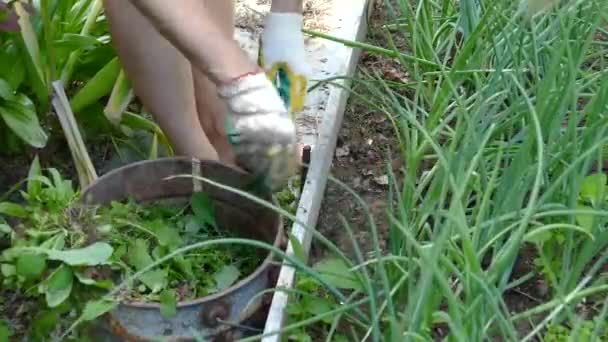 Жінка усуває бур "яни з саду — стокове відео